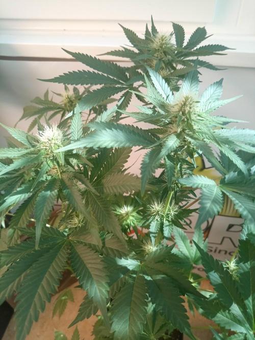 Pink Rozay. Week 7