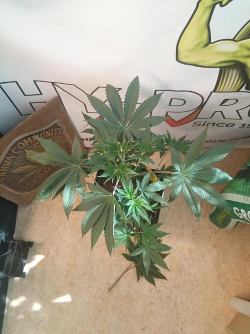Poison Cookies. Week 5