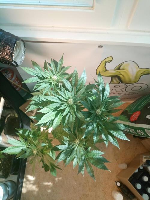 Blue Zenith. Week 7