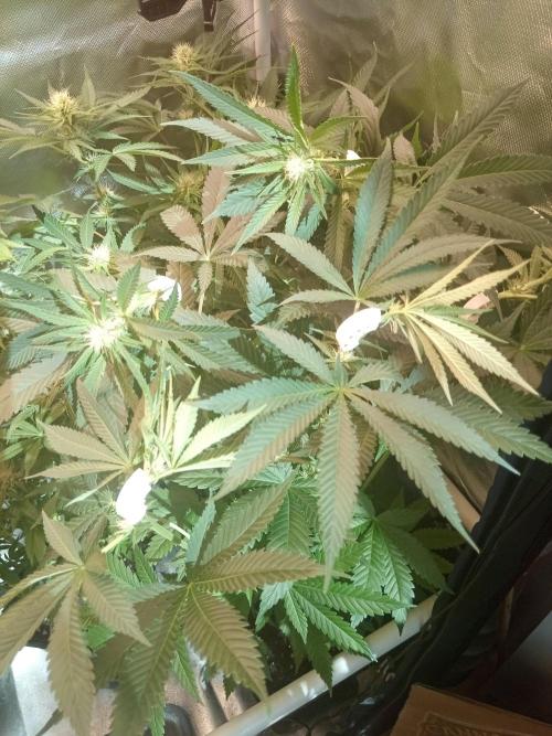 P600. Week 6