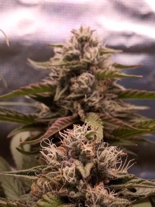 Sweet City Seeds. Week 9 - 67.