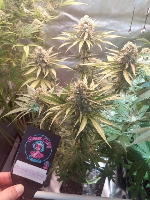Sweet City Seeds. Week 10 - 70.