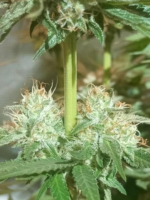 Sweet City Seeds. Week 10 - 70.