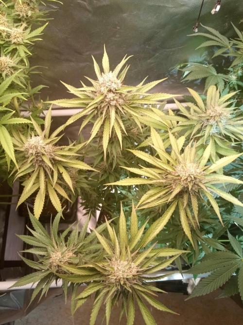 Sweet City Seeds. Week 10 - 70.