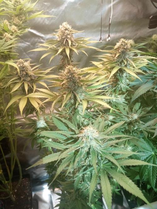Sweet City Seeds. Week 10 - 70.