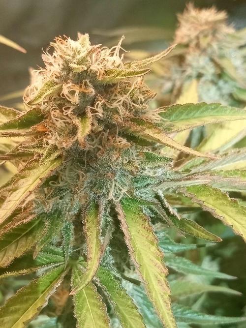 Sweet City Seeds. Week 10 - 70.
