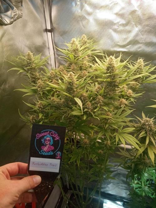 Sweet City Seeds. Week 9 - 63.