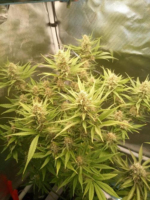 Sweet City Seeds. Week 9 - 63.