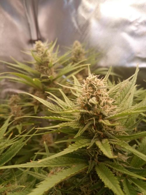 Sweet City Seeds. Week 9 - 63.