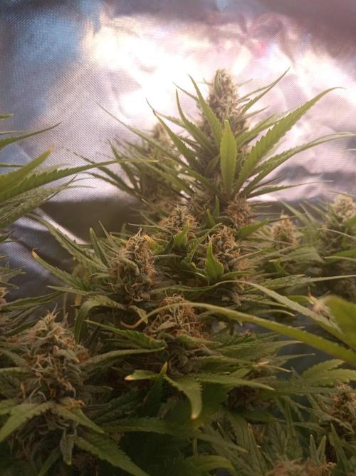 Sweet City Seeds. Week 9 - 63.