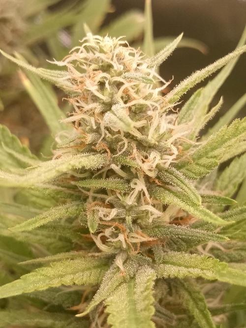 Sweet City Seeds. Week 9 - 63.