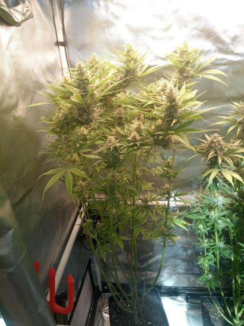 Sweet City Seeds. Week 9 - 63.