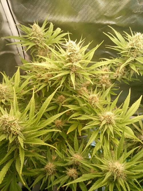 Sweet City Seeds. Week 9 - 63.