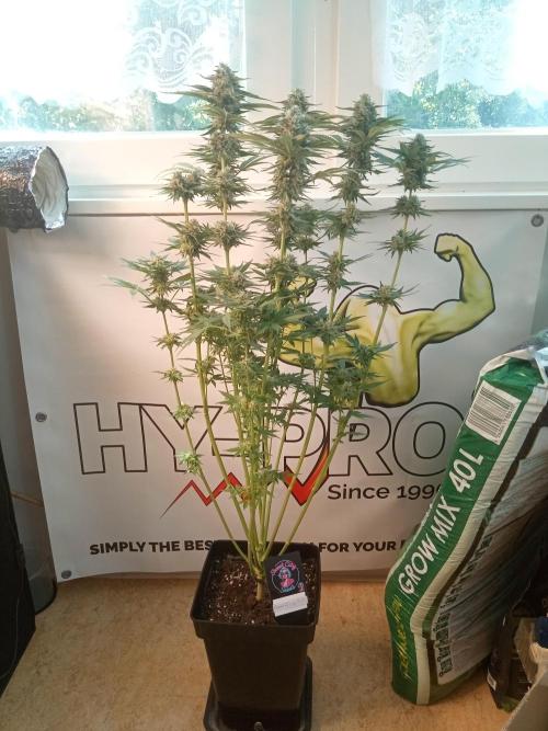 Sweet City Seeds. Week 11 - 77.