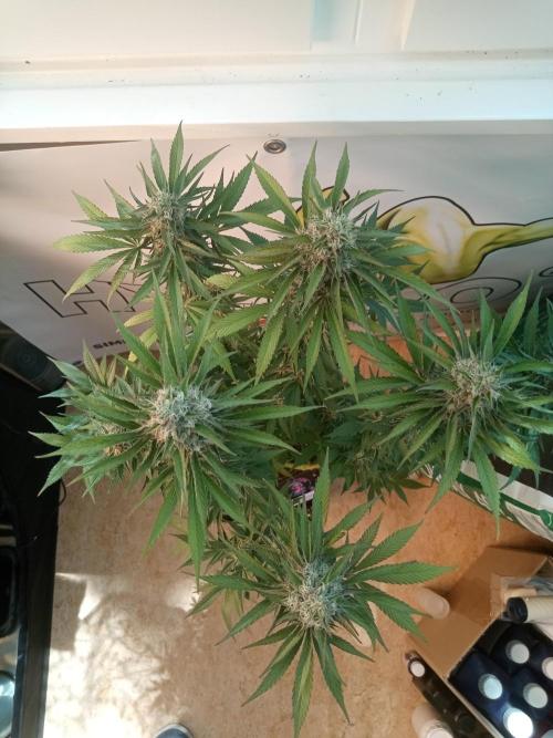 Sweet City Seeds. Week 11 - 77.