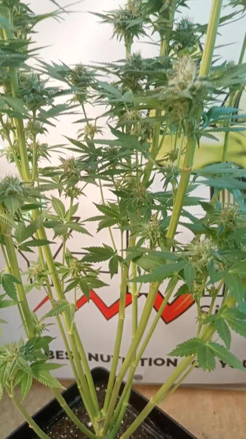 Sweet City Seeds