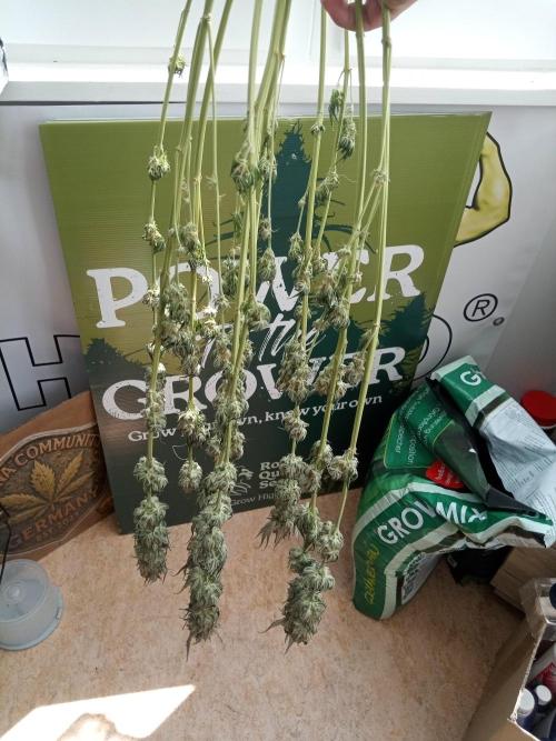 Sweet City Seeds. Week 11 - 80.