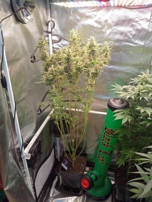 Sweet City Seeds. Week 10 - 70.