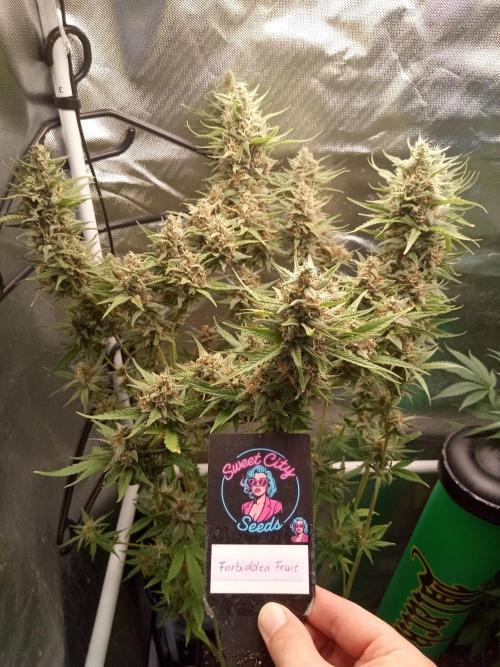 Sweet City Seeds. Week 10 - 70.