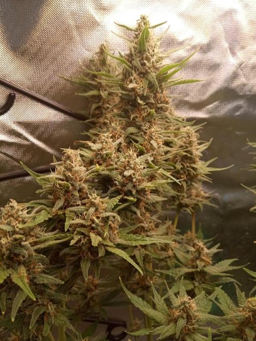 Sweet City Seeds. Week 10 - 70.