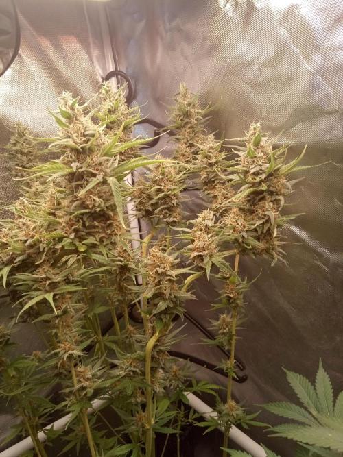 Sweet City Seeds. Week 10 - 70.
