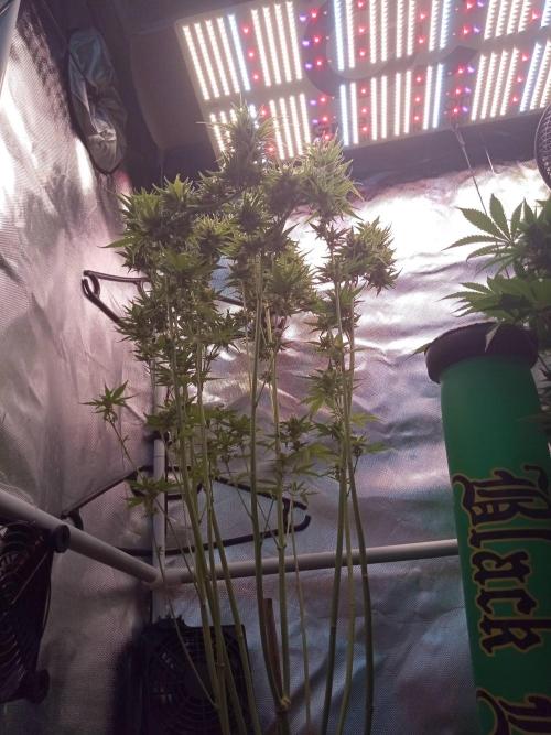 Sweet City Seeds. Week 10 - 70.