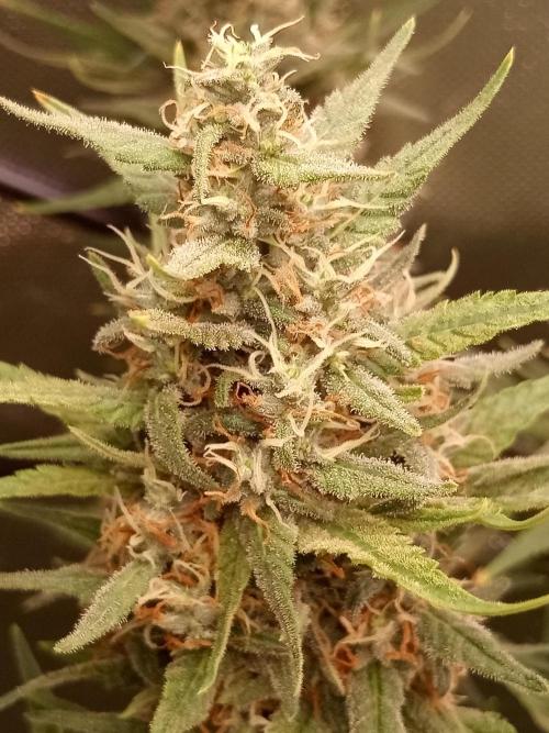 Sweet City Seeds. Week 10 - 70.