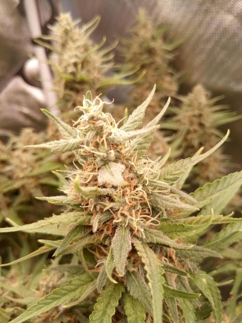 Sweet City Seeds. Week 10 - 70.