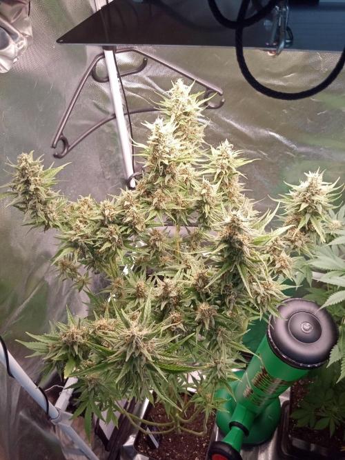 Forbidden Fruit . Week 10