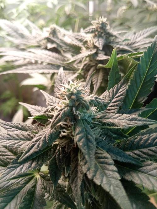 Blue Zenith. Week 8