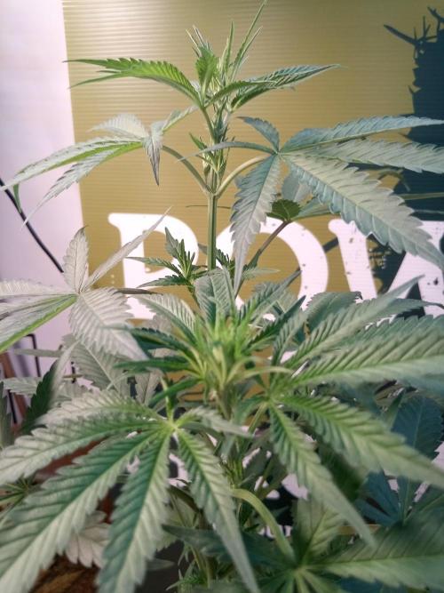 Ghost Train Power. Week 8