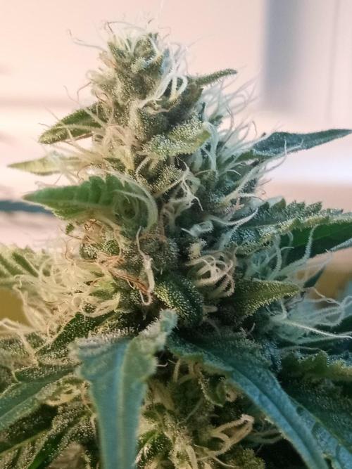 Pink Rozay. Week 9