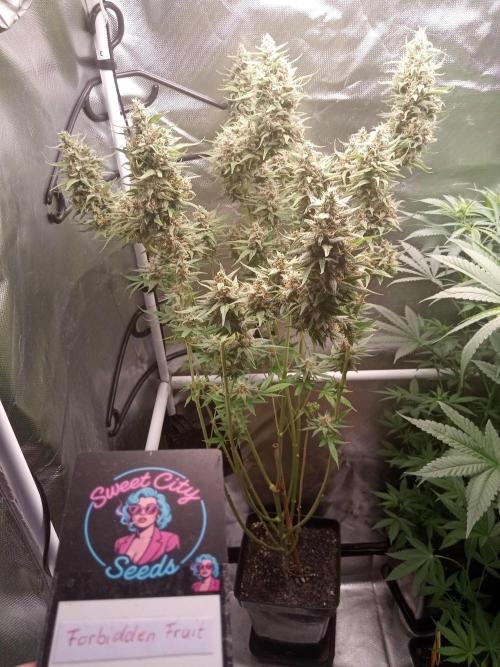 Sweet City Seeds. Week 11 - 77.