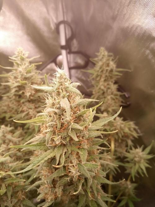 Sweet City Seeds. Week 11 - 77.