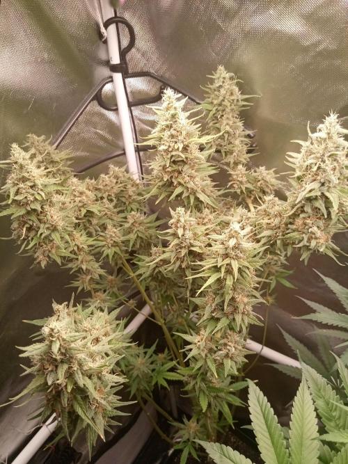 Sweet City Seeds. Week 11 - 77.