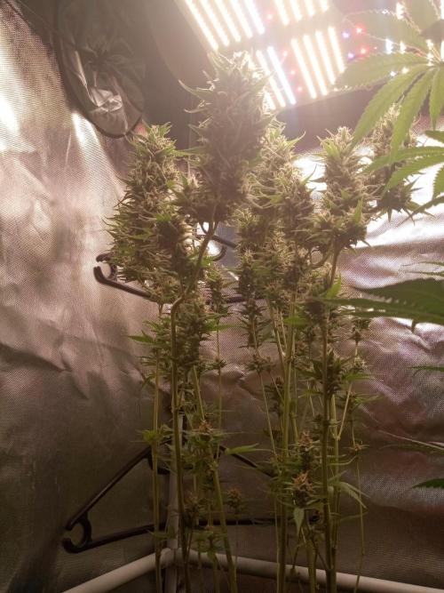 Sweet City Seeds. Week 11 - 77.