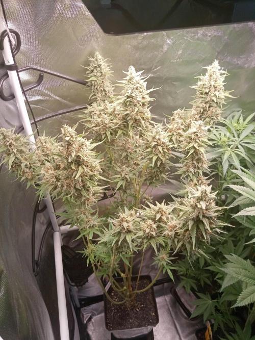 Sweet City Seeds. Week 11 - 77.