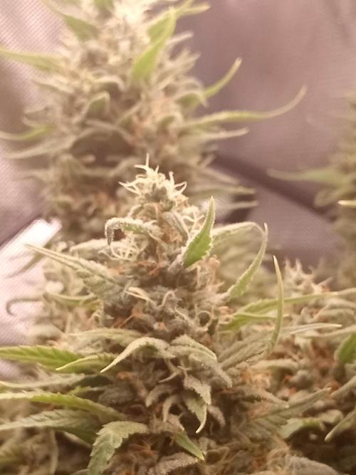 Sweet City Seeds. Week 11 - 77.