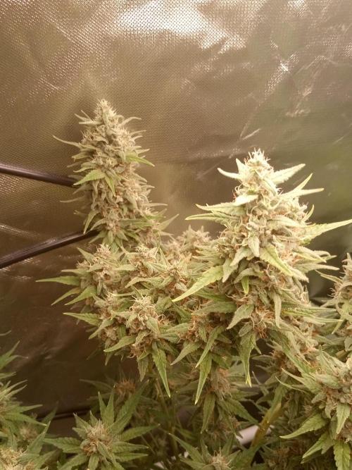 Forbidden Fruit . Week 11