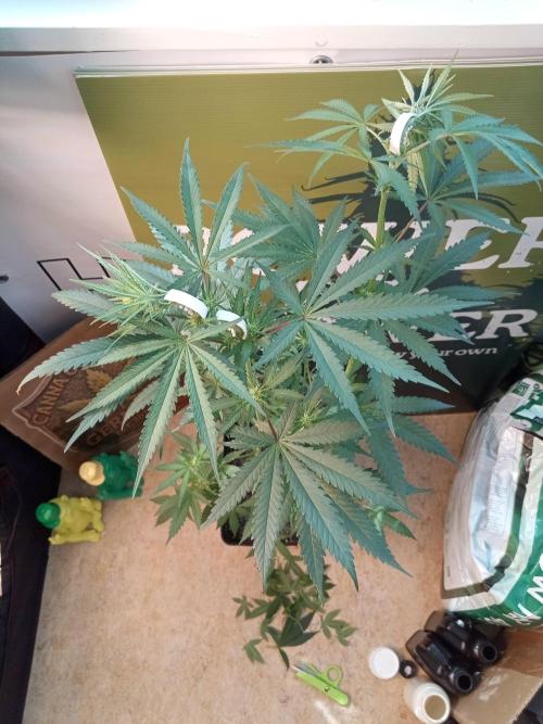 Ghost Train Power. Week 9