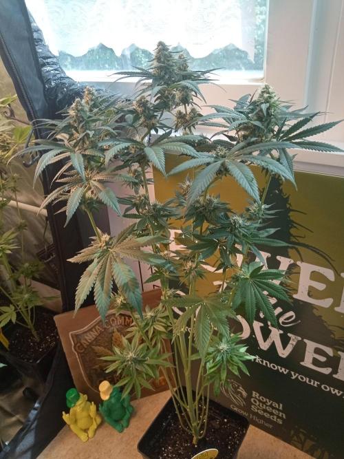 CCG OSS Projekt. Week 9