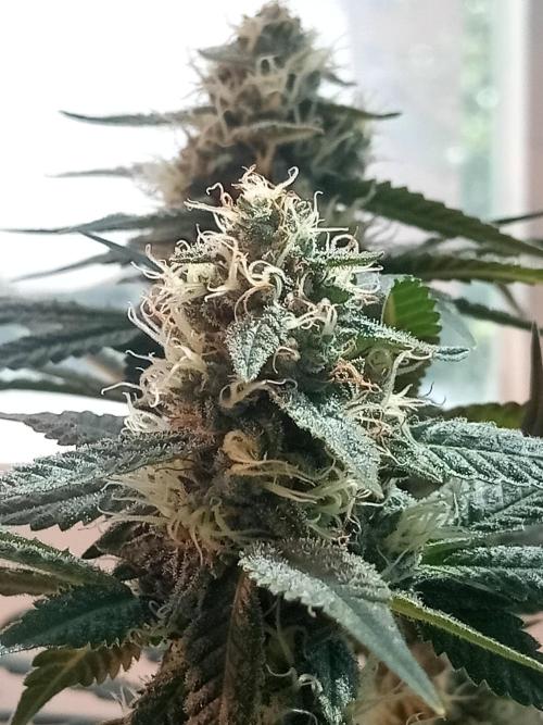 CCG OSS Projekt. Week 9