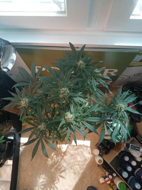 CCG OSS Projekt. Week 9