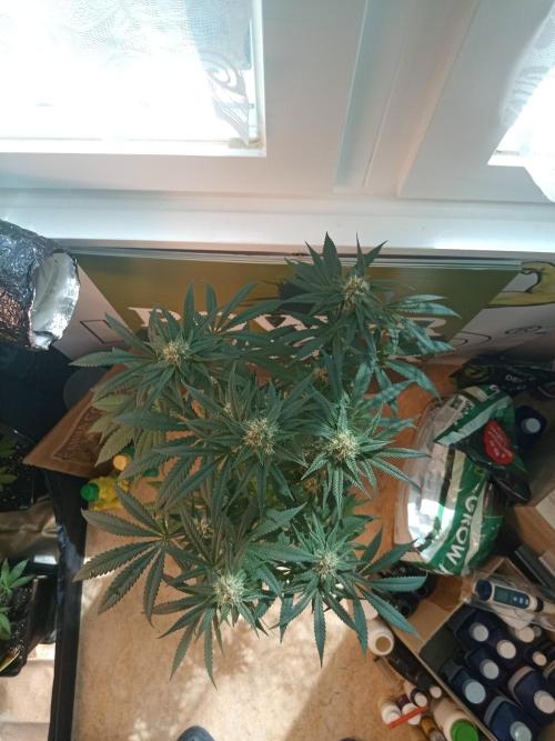 CCG OSS Projekt. Week 9