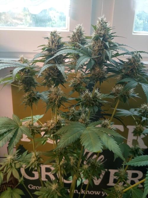 CCG OSS Projekt. Week 10