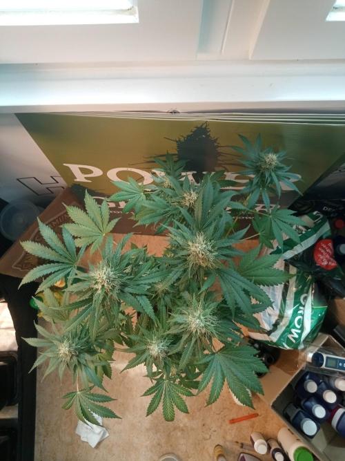CCG OSS Projekt. Week 10