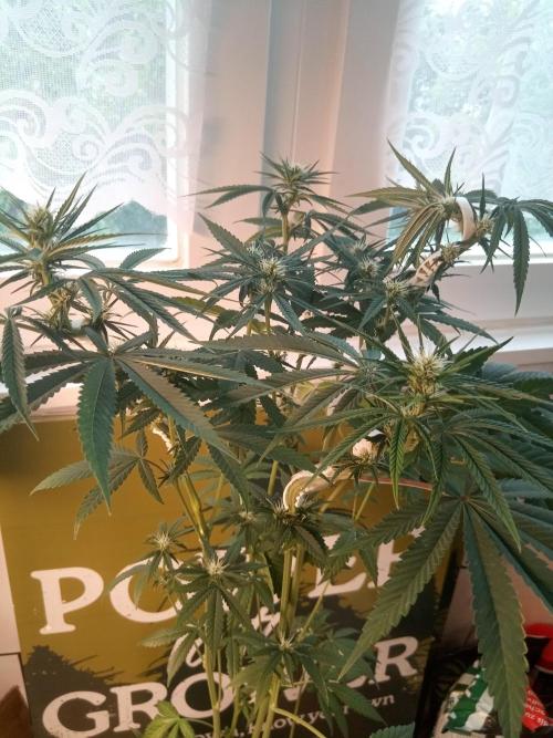 CCG OSS Projekt. Week 8