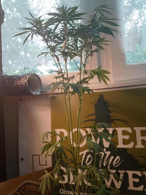 CCG OSS Projekt. Week 8