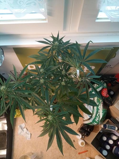 CCG OSS Projekt. Week 8