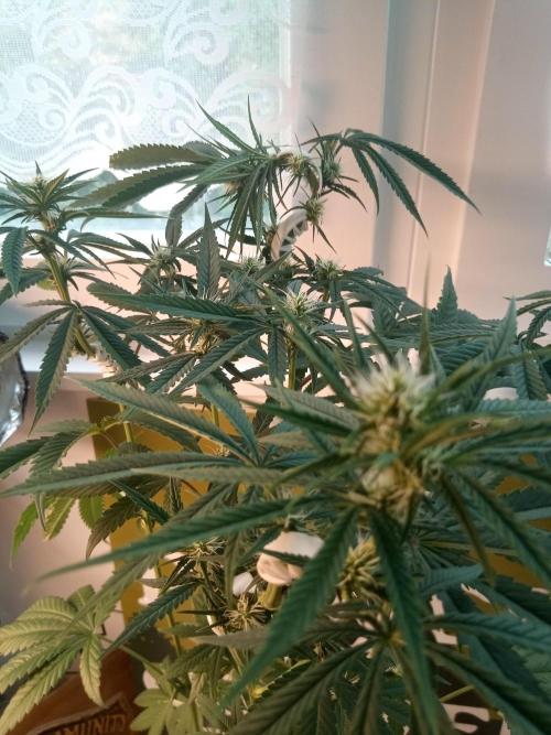 CCG OSS Projekt. Week 8